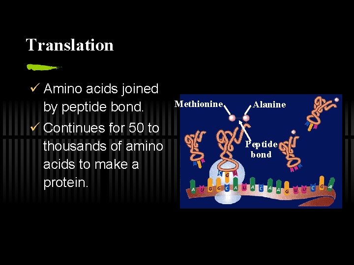 Translation ü Amino acids joined by peptide bond. ü Continues for 50 to thousands