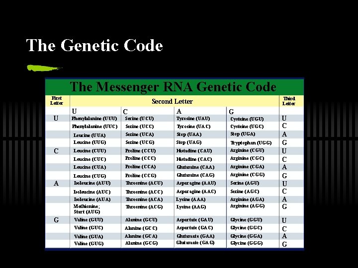 The Genetic Code The Messenger RNA Genetic Code First Letter U C A G
