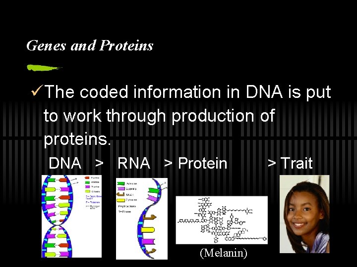 Genes and Proteins üThe coded information in DNA is put to work through production