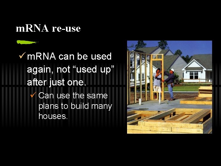 m. RNA re-use ü m. RNA can be used again, not “used up” after