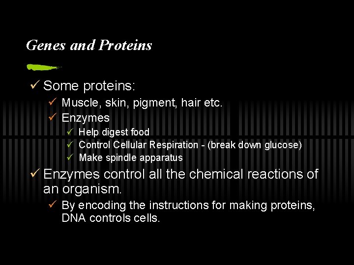 Genes and Proteins ü Some proteins: ü Muscle, skin, pigment, hair etc. ü Enzymes