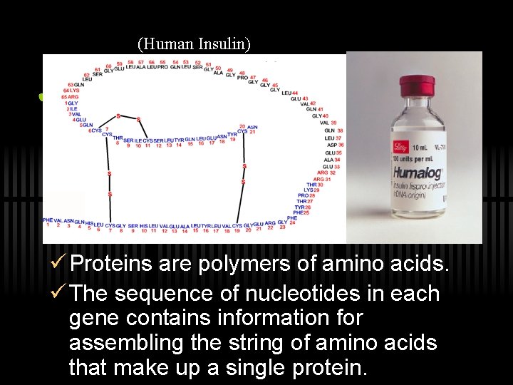 (Human Insulin) Genes and Proteins ü Proteins are polymers of amino acids. ü The