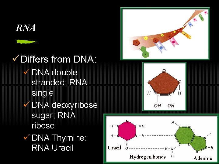 RNA ü Differs from DNA: ü DNA double stranded: RNA single ü DNA deoxyribose