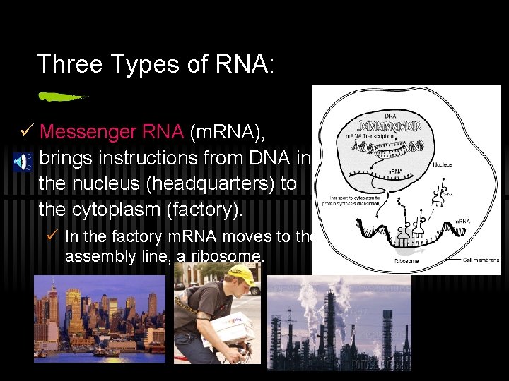 Three Types of RNA: ü Messenger RNA (m. RNA), brings instructions from DNA in