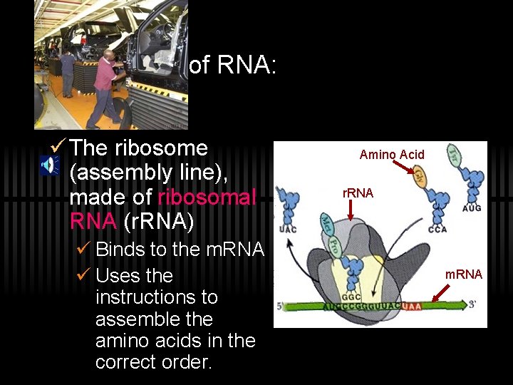 Three Types of RNA: ü The ribosome (assembly line), made of ribosomal RNA (r.