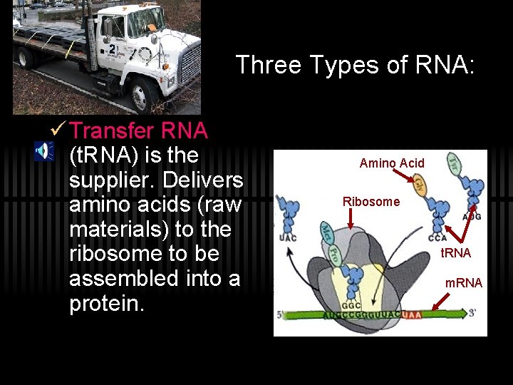 Three Types of RNA: ü Transfer RNA (t. RNA) is the supplier. Delivers amino