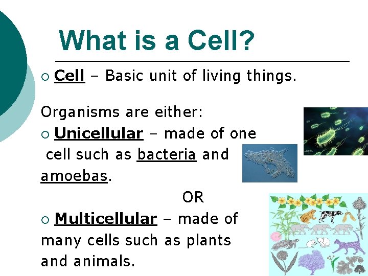 What is a Cell? ¡ Cell – Basic unit of living things. Organisms are