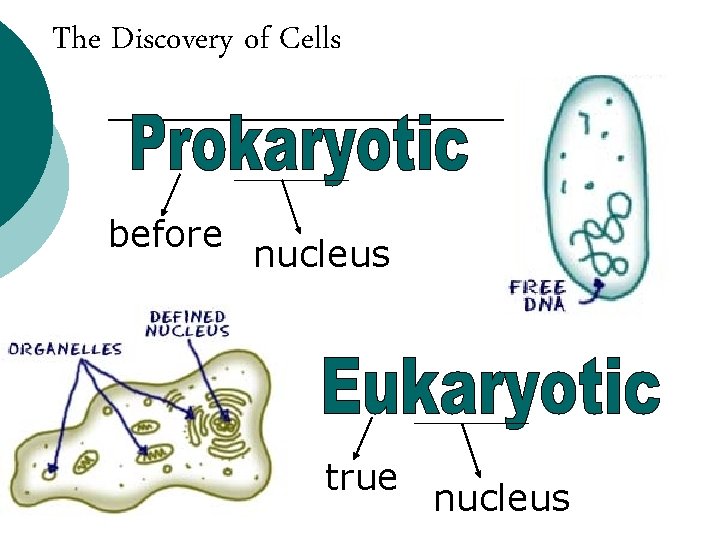 The Discovery of Cells before nucleus true nucleus 