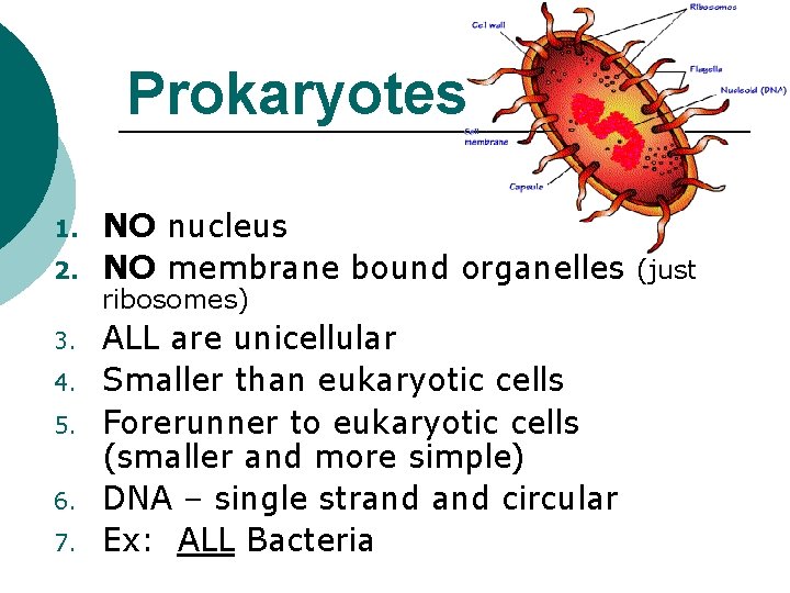 Prokaryotes 1. 2. 3. 4. 5. 6. 7. NO nucleus NO membrane bound organelles