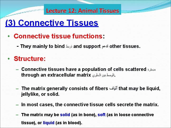Lecture 12: Animal Tissues (3) Connective Tissues • Connective tissue functions: - They mainly