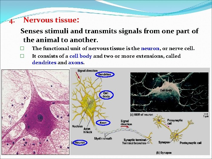 4. Nervous tissue: Senses stimuli and transmits signals from one part of the animal