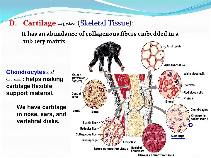 D. Cartilage ( ﺍﻟﻐﻀﺮﻭﻑ Skeletal Tissue): It has an abundance of collagenous fibers embedded