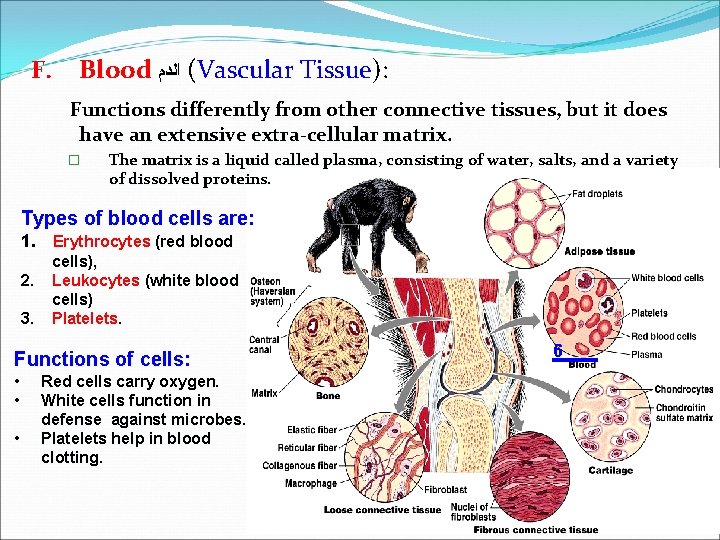 F. Blood ( ﺍﻟﺪﻡ Vascular Tissue): Functions differently from other connective tissues, but it