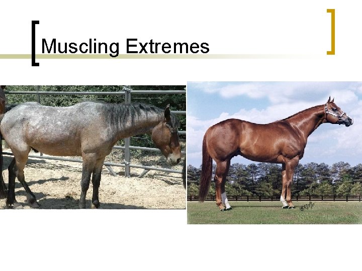 Muscling Extremes 