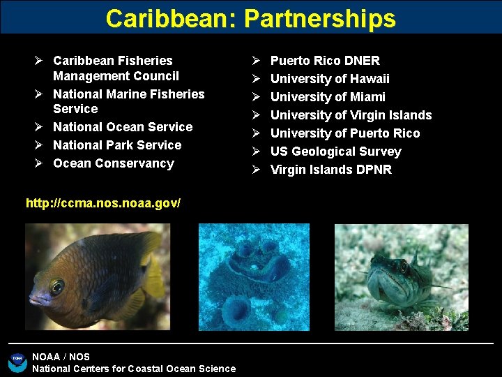 Caribbean: Partnerships Ø Caribbean Fisheries Management Council Ø National Marine Fisheries Service Ø National Caribbean: Partnerships Ø Caribbean Fisheries Management Council Ø National Marine Fisheries Service Ø National