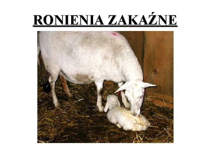 RONIENIA ZAKAŹNE 