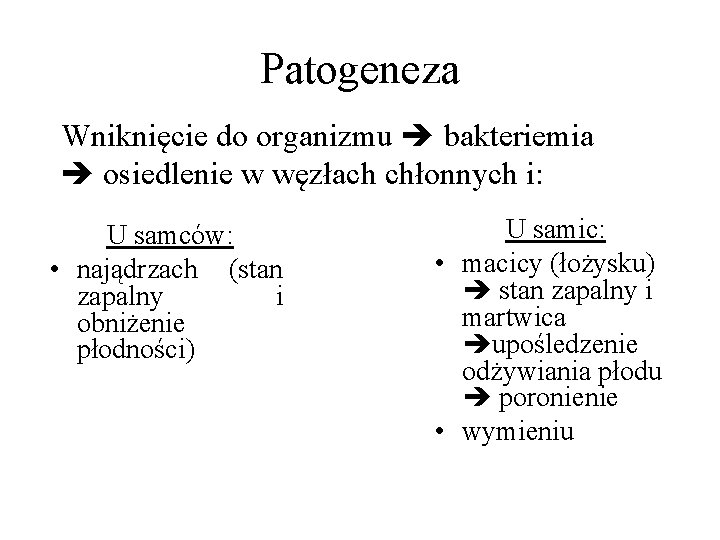 Patogeneza Wniknięcie do organizmu bakteriemia osiedlenie w węzłach chłonnych i: U samców: • najądrzach