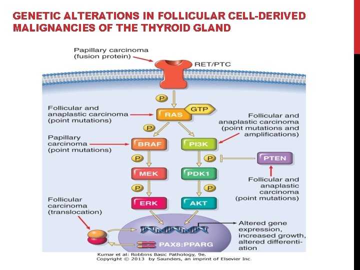 GENETIC ALTERATIONS IN FOLLICULAR CELL-DERIVED MALIGNANCIES OF THE THYROID GLAND 