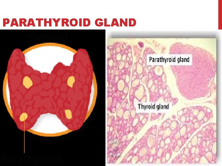 PARATHYROID GLAND 