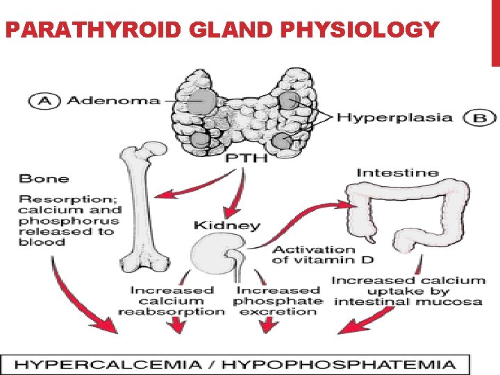 39 PARATHYROID GLAND PHYSIOLOGY 