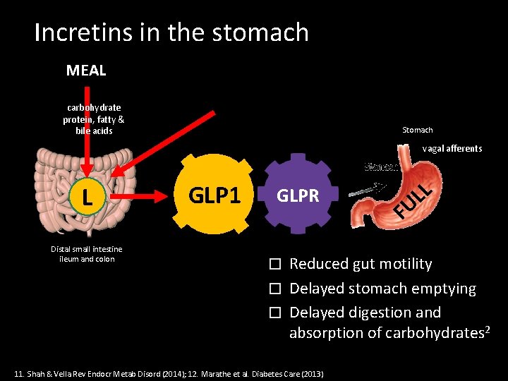 Incretins in the stomach MEAL carbohydrate protein, fatty & bile acids Stomach vagal afferents