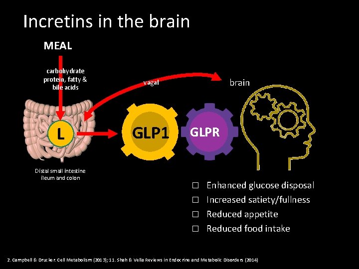 Incretins in the brain MEAL carbohydrate protein, fatty & bile acids L Distal small