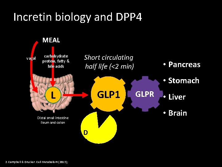 Incretin biology and DPP 4 MEAL vagal carbohydrate protein, fatty & bile acids Short