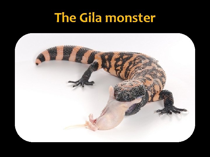 The Gila monster 