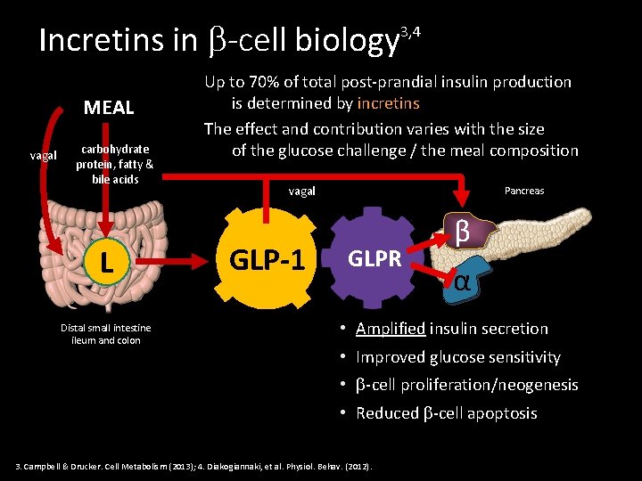 Incretins in -cell biology MEAL vagal carbohydrate protein, fatty & bile acids L Distal