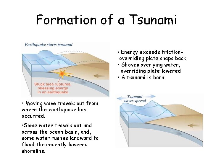 Formation of a Tsunami • Energy exceeds frictionoverriding plate snaps back • Shoves overlying