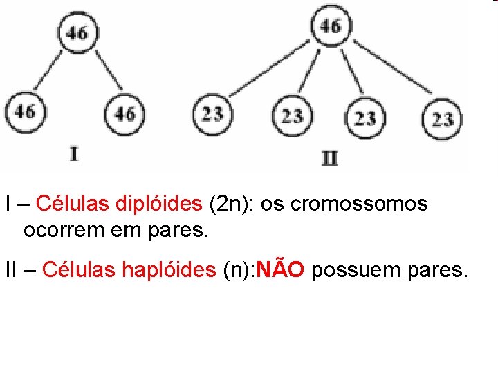I – Células diplóides (2 n): os cromossomos ocorrem em pares. II – Células