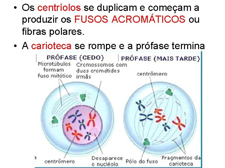  • Os centríolos se duplicam e começam a produzir os FUSOS ACROMÁTICOS ou