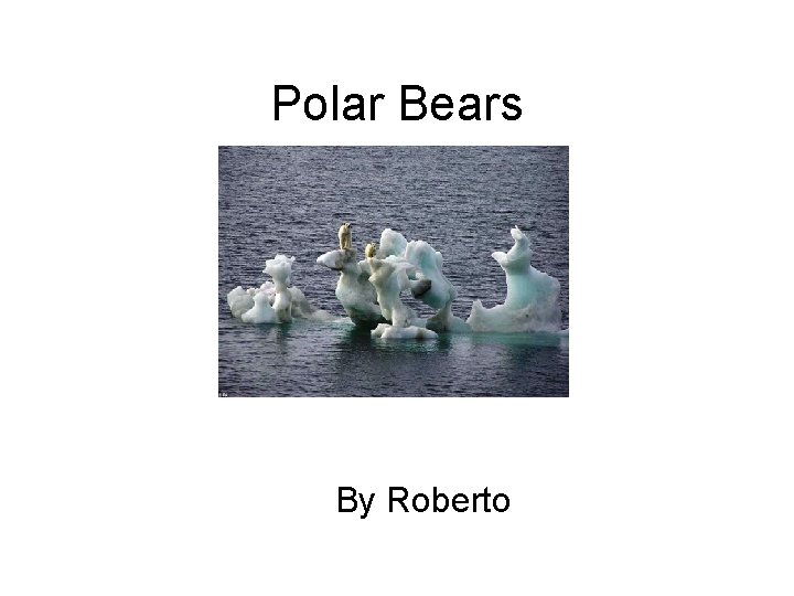 Polar Bears By Roberto 