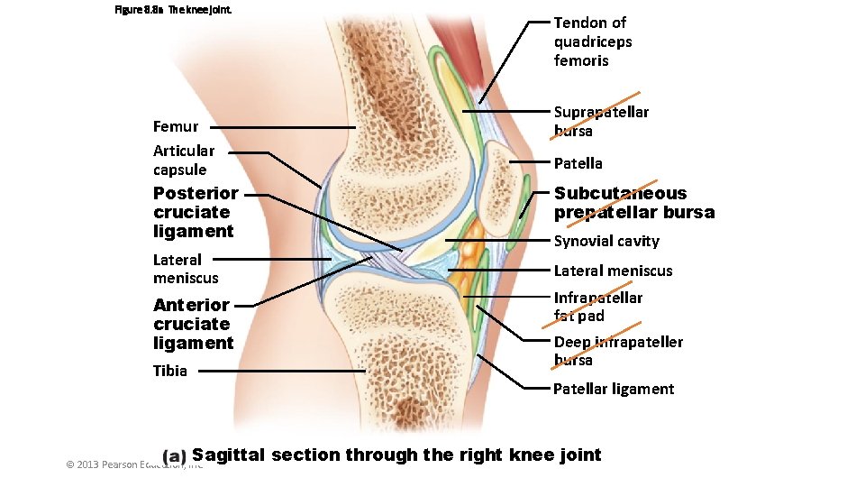 Figure 8. 8 a The knee joint. Femur Articular capsule Posterior cruciate ligament Lateral