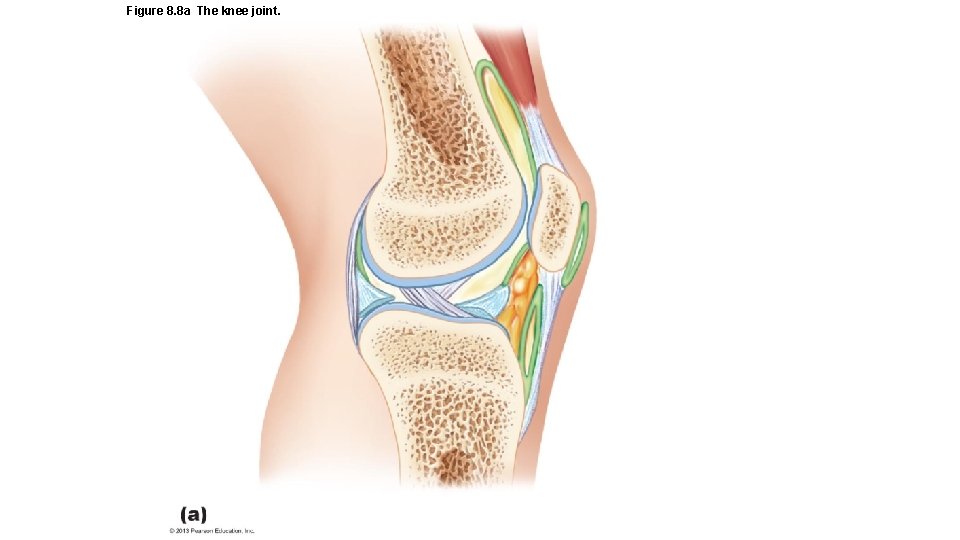 Figure 8. 8 a The knee joint. 