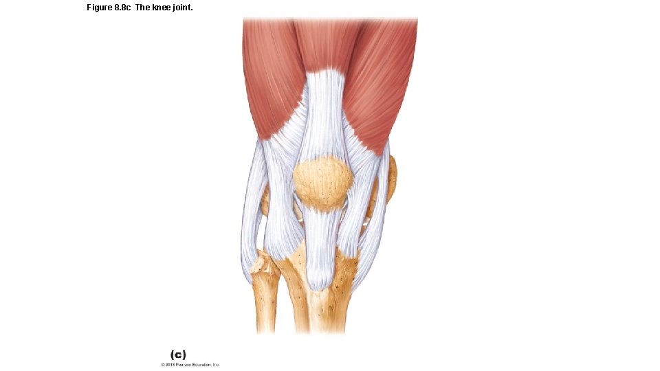 Figure 8. 8 c The knee joint. 