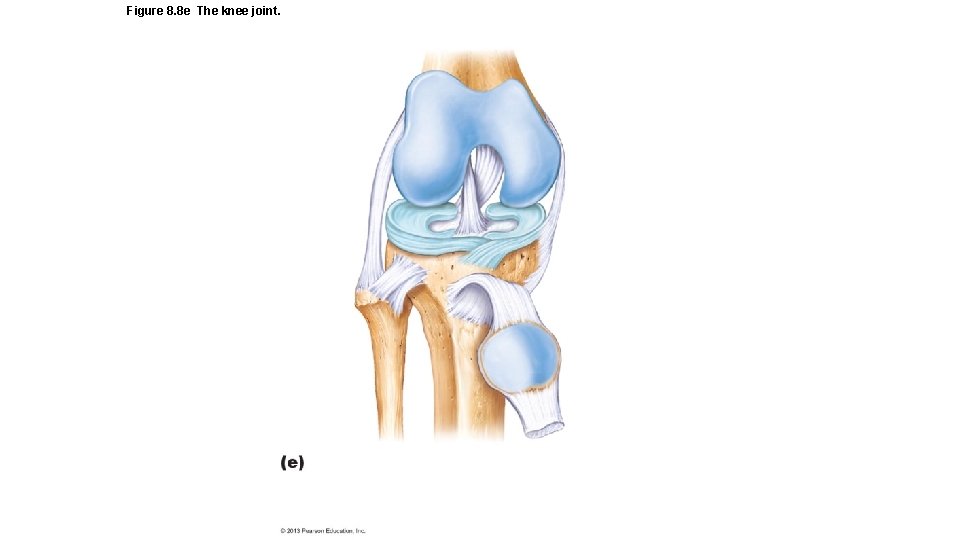 Figure 8. 8 e The knee joint. 