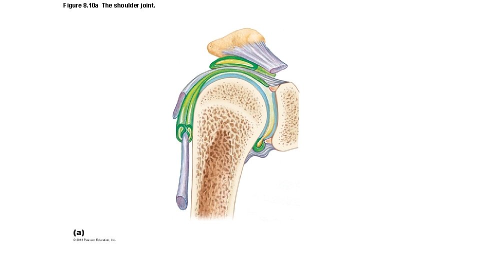 Figure 8. 10 a The shoulder joint. 