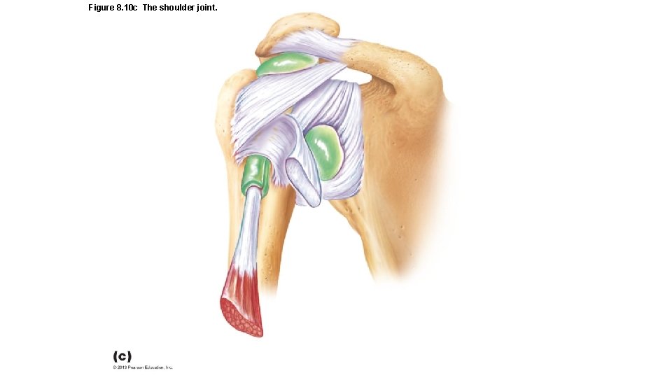 Figure 8. 10 c The shoulder joint. 