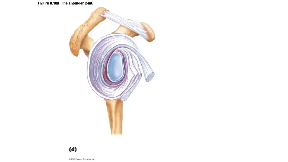 Figure 8. 10 d The shoulder joint. 