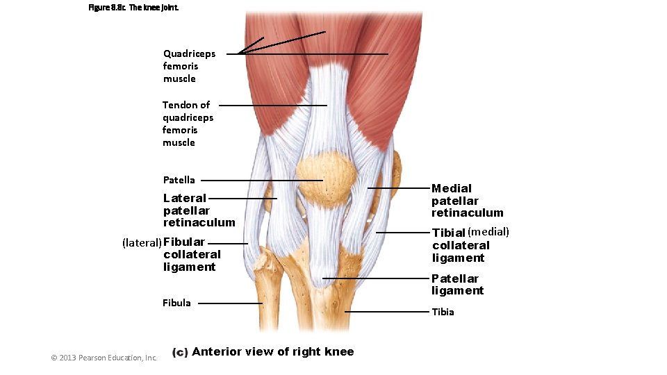Figure 8. 8 c The knee joint. Quadriceps femoris muscle Tendon of quadriceps femoris