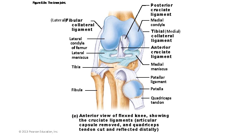 Figure 8. 8 e The knee joint. (Lateral)Fibular collateral ligament Lateral condyle of femur