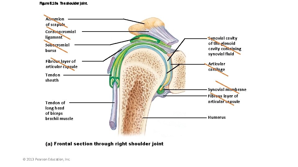 Figure 8. 10 a The shoulder joint. Acromion of scapula Coracoacromial ligament Subacromial bursa