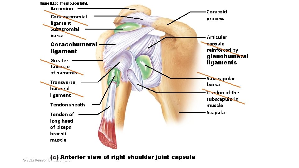 Figure 8. 10 c The shoulder joint. Acromion Coracoacromial ligament Subacromial bursa Coracohumeral ligament