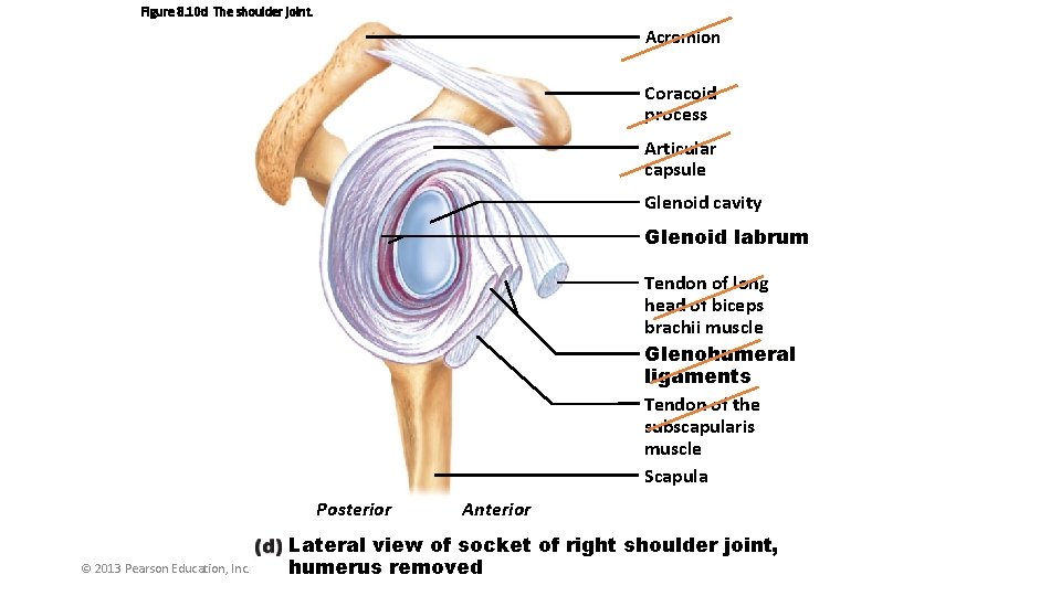 Figure 8. 10 d The shoulder joint. Acromion Coracoid process Articular capsule Glenoid cavity