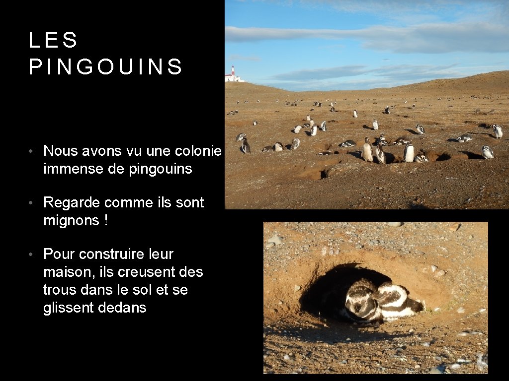 LES PINGOUINS • Nous avons vu une colonie immense de pingouins • Regarde comme