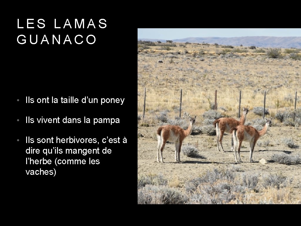 LES LAMAS GUANACO • Ils ont la taille d’un poney • Ils vivent dans