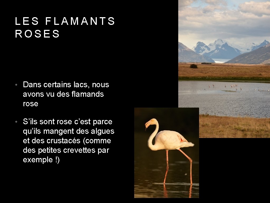 LES FLAMANTS ROSES • Dans certains lacs, nous avons vu des flamands rose •