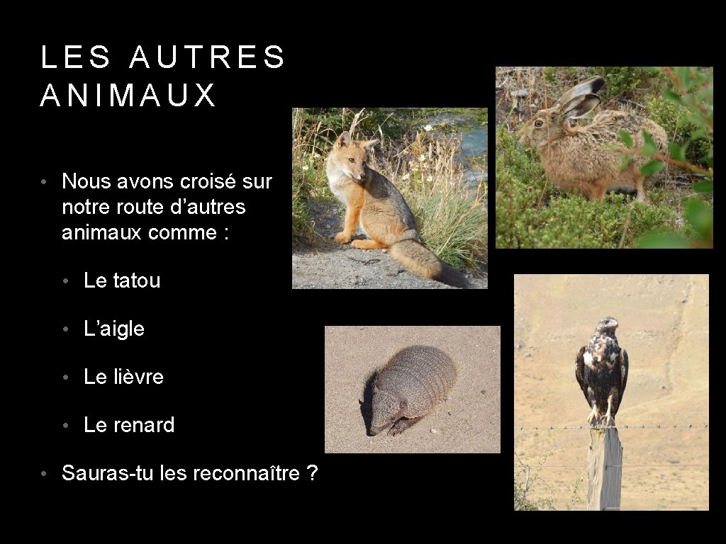 LES AUTRES ANIMAUX • Nous avons croisé sur notre route d’autres animaux comme :