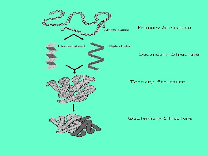 Proteins What are proteins Chain of molecules of